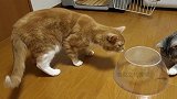 猫咪对蜻蜓说：呆在里面多闷，出来陪哥俩一起玩儿