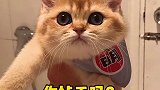 发第二遍还会火吗？爸爸请明示没有一口猫粮是白吃的   猫