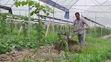 【福建南平】科技特派员谢福鑫和他的鉴湖园，帮助农民一年四季有活干
