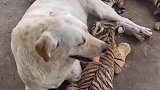 虎妈妈生完小老虎后产后抑郁，狗妈妈只能无奈先照顾小老虎。