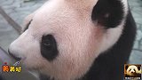 熊猫良浜来到玻璃窗边，大方展示自己的盛世美颜：请叫我不老女神