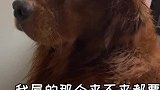 请你不要忘记，你的铲屎官是个土生土长的重庆妹子