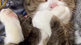 多大的猫了，还吃脚丫