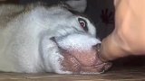 主人打扰哈士奇睡觉，意外开启二哈的血轮眼：你小子想害我