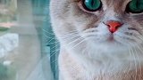 这猫的颜值真好看呀，爱了！