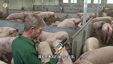 德国人是如何养猪杀猪的全自动机械化操作，猪没反应过来成肉块