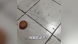 搞笑配音:正所谓富贵险中求,只要我装的够像,就没有混不到的饭