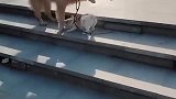 小狗：放开我，都是狗子，凭什么你牵着我走！
