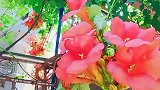 没想到今年拍凌霄花，又和去年一样把阳台上的衣服拍进去了