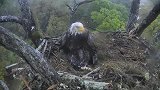 伟大的鹰妈，为护雏鹰宁愿自己淋雨
