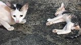 小猫咪奄奄一息的躺在地上，大猫咪守在一旁陪着却不知道怎么救它