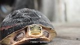 乌龟的天敌终于出现，乌龟的壳再坚硬，最后都只能被它“掏空”！