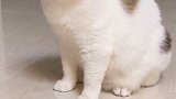 我觉得我这散装英文还不如我家猫 星探家 萌宠 猫咪