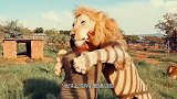 陆地生物战斗力大盘点，第一名毫无悬念！狮子老虎险些无缘前三