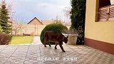 世界上最罕见的猫，上一秒霸气十足，下一秒萌到想撸！