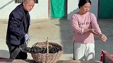 激动的心颤抖的手，挨打的日子天天有