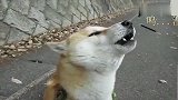 柴犬在路上模仿救护车声音,好蠢萌可爱