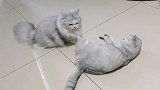 小猫打架，第一次见，简直太有意思了