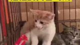 猫猫的真香时刻，不吃也不用这么大反应吧