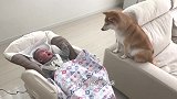 小宝宝哭个不停，柴犬使用绝招安慰宝宝，这狗真是要成精了！