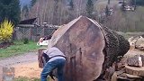 世界上最长的手持木锯之一，切割一棵直径8米的树很轻松