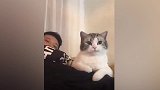 这两只宠物看来是困了，沙发上只能上去一个，可别打起来了！