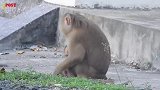 难过！猴妈妈试图把新生猴儿留在地上逃跑，它的举动特别可耻！