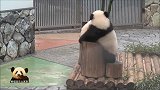 熊猫宝宝战斗力不敌姐姐，被赶下木桩，委屈巴巴的样子好可爱
