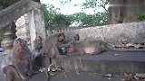 猴子日子很平静，有花生吃就像过节一样欢乐