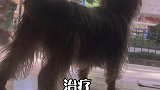 狗狗得了螨虫皮肤的表现