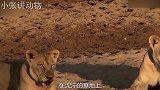 意外失去后腿的小狮子，受到狮群的集体照顾，镜头拍下这温馨画面