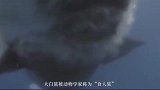 惊心动魄的对决！海洋霸主和河流霸主，大白鲨和湾鳄谁能赢