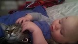 猫咪坐在小车里面，宝宝在外面推着，太有意思了吧！
