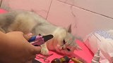 铲屎官帮虎猫剪指甲，十八般兵器都准备好了，猫咪瑟瑟发抖！