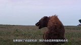 鬣狗熟睡时，被捕猎的雄狮发现，雄狮：这就怪不得我啦！