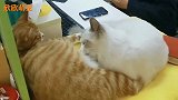 铲屎官真是养猫鬼才，为了不让猫咪打架居然能想出来神招！