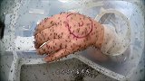 来自蚊子的绝望，活蹦乱跳的蚊子，活生生的被蚊香熏晕！
