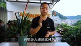 君子兰的新叶，夹住长不出来？教你一招快速解决