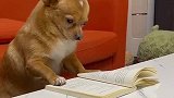 当狗子认真看书时，它在想什么，像极了老师转头时的我