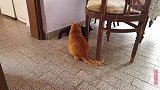 黑猫总是招惹橘猫，橘猫忍无可忍，把黑猫胖揍了一顿