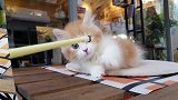 仙女喵下凡啦，如此可爱的小奶猫，也抵不住凡间玩具的诱惑