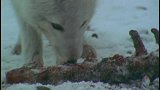 北极熊中意的是猎物的脂肪，往往把肉弃之不顾