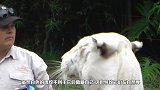 小白虎贪玩被老妈一声吼，直接吓到腿软，老老实实的回家了