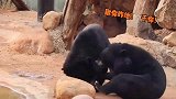 发生在动物园的一幕，两只黑熊，一言不合的就打了起来！