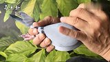 信鸽鉴赏：看看这鸽子眼砂，会是一只好鸽子吗？
