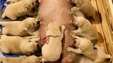我家金毛太多了，犬舍还有这么多小金毛可怎么办才好，送人都没人