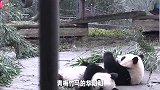 大熊猫日常：华妮华阳园欣的关系