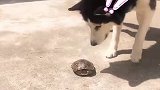 二哈：你给我出来，躲在里面算什么英雄呀！