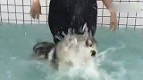 带二哈去泳池，笑死我了，现场表演真正的狗刨式游泳