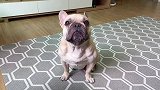 主人叫法国牛头犬洗澡，狗狗不想洗，竟然跟主人发脾气了
